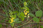 Prairie snoutbean